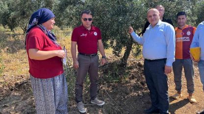 Buldan’da zeytin sineğine karşı fenomen tuzak dağıtıldı