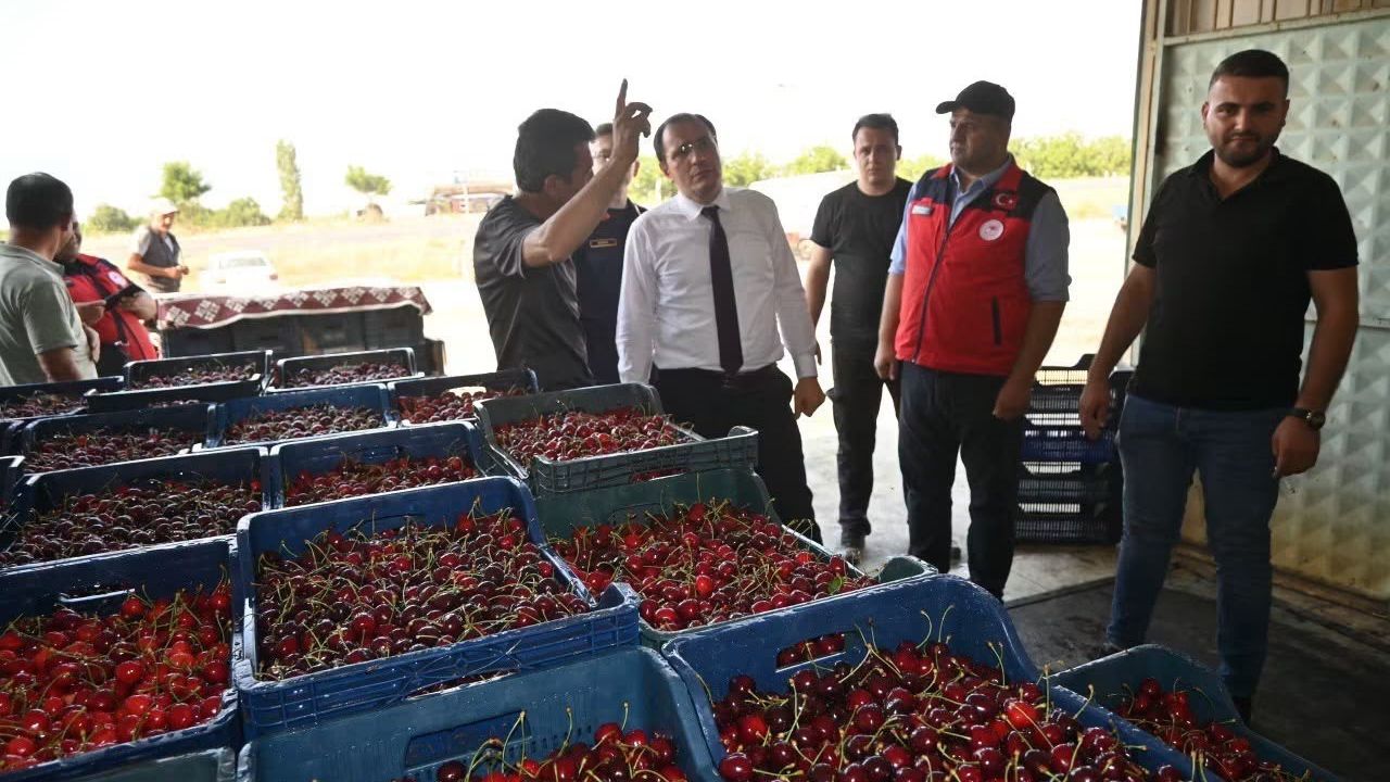 Çay’da kiraz hasadı başladı