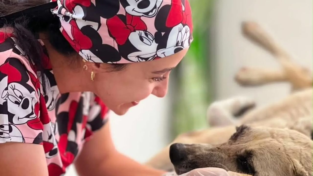 Gözüne bağ çubuğu saplanan köpek yeniden hayata tutundu