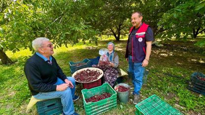Kiraz bahçelerinde hasat öncesi pestisit denetimi
