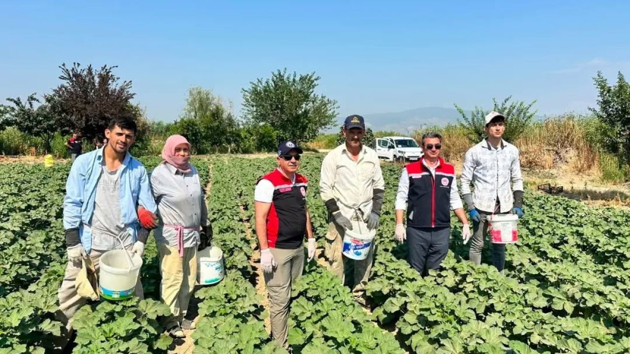 Koçarlı, Aydın’ın bamya üretimindeki liderliğini sürdürüyor
