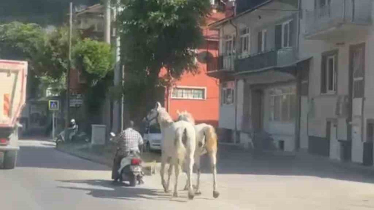 Kütahya’da atları motosikletine bağlayarak ilerleyen sürücü kameraya yansıdı