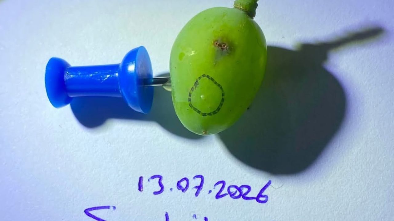 Sarıgöllü üzüm üreticilerine kritik uyarı