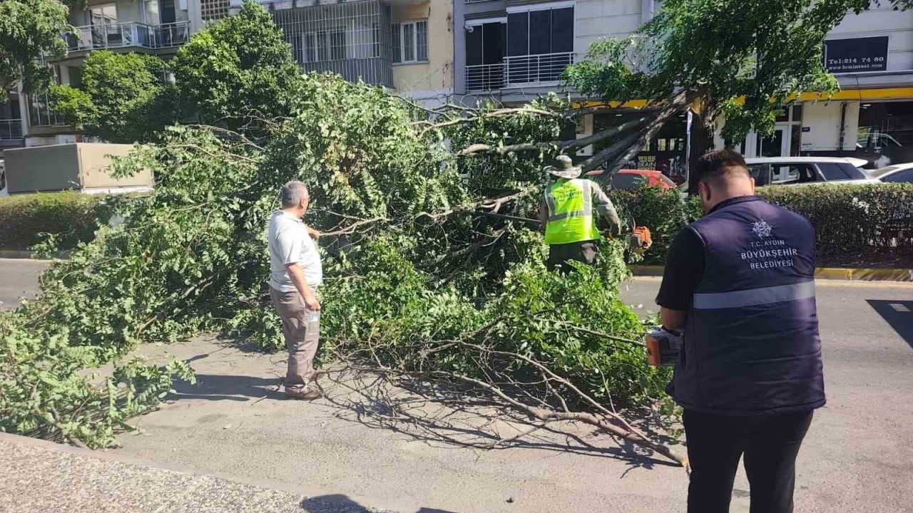 Seyir halindeki otomobilin üzerine ağaç devrildi