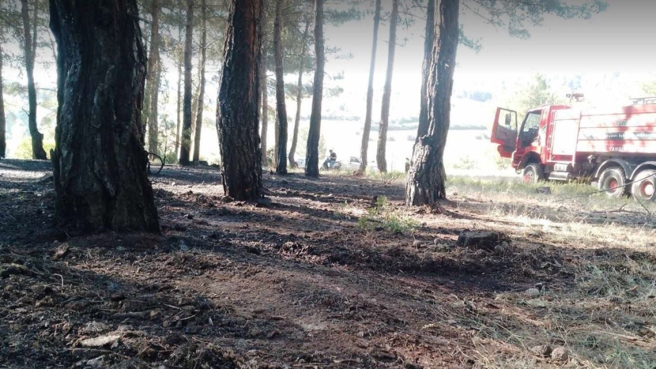 Tavşanlı’da erken müdahale ormanı kurtardı