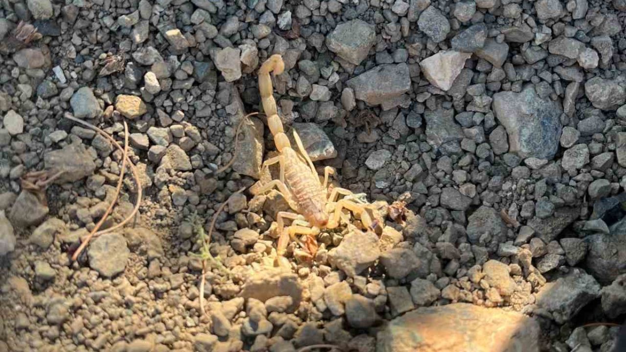 Vişne toplarken akrep sokan şahıs hastaneye kaldırıldı