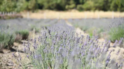 Yunusemre’de lavanta hasadı başlıyor